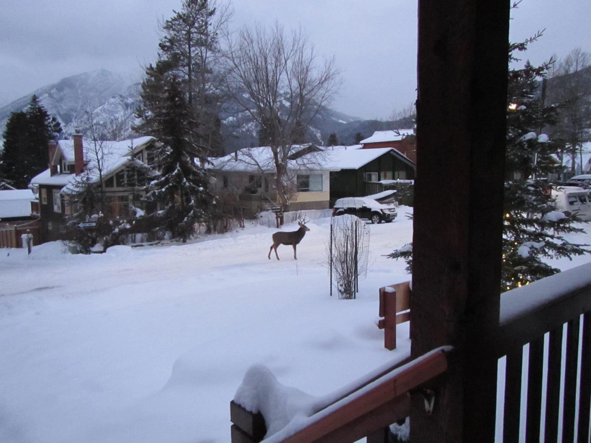 Banff Bear Bed&Breakfast Exterior foto